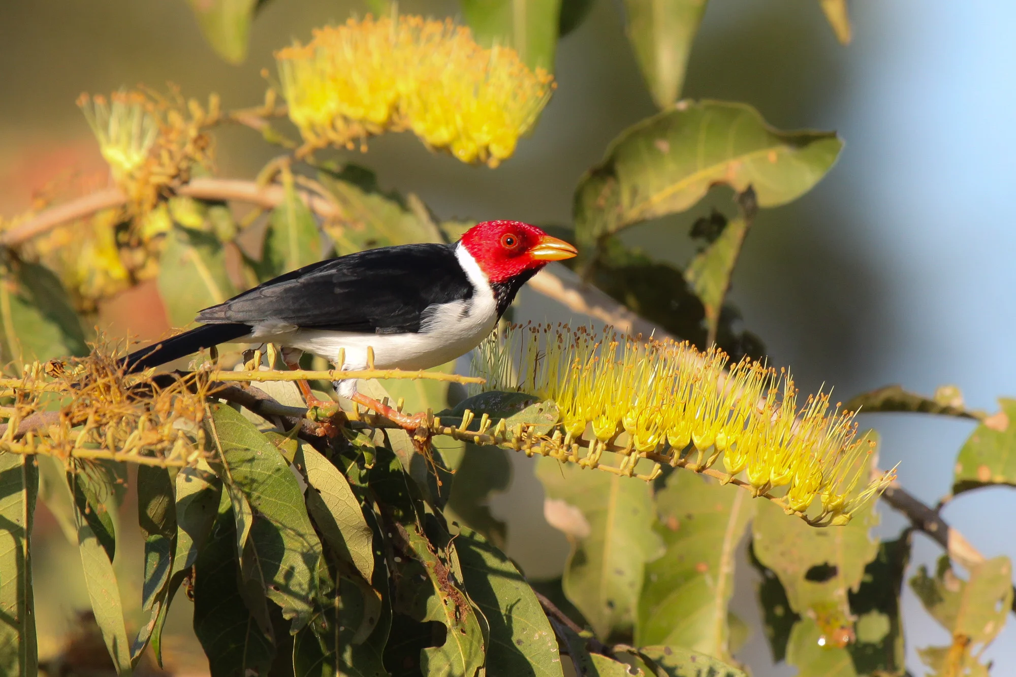 an adult Yellow-billed Cardinal in a flowering Combretum bush