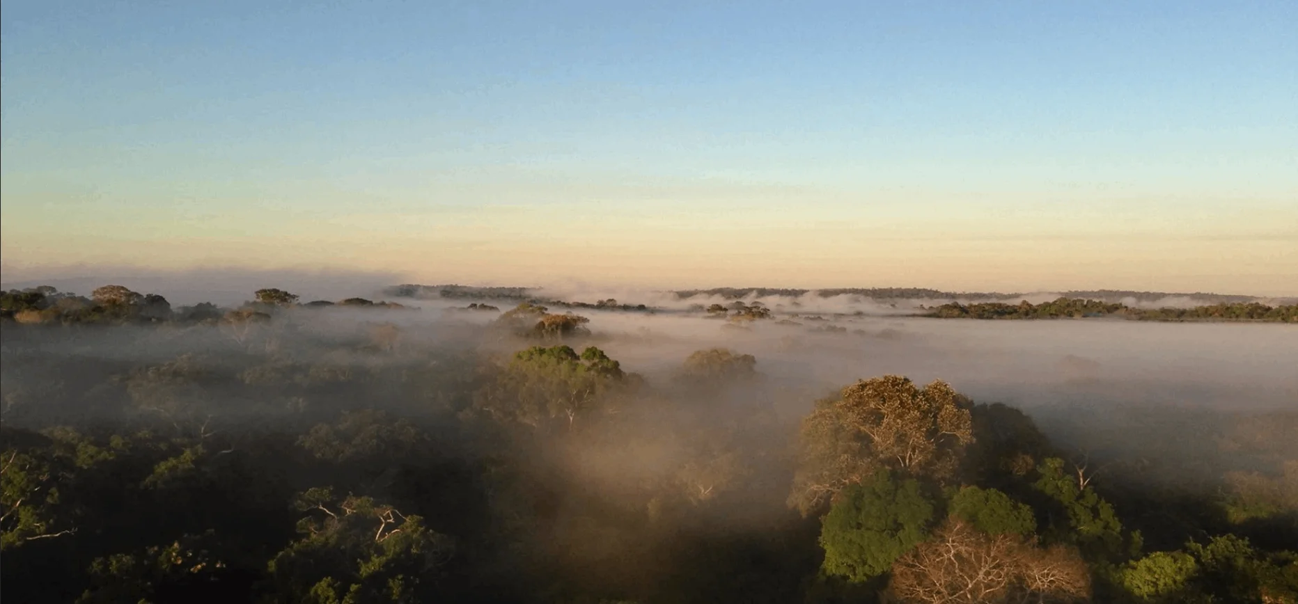 Image shows mist over the canopy of the Amazon rainforest