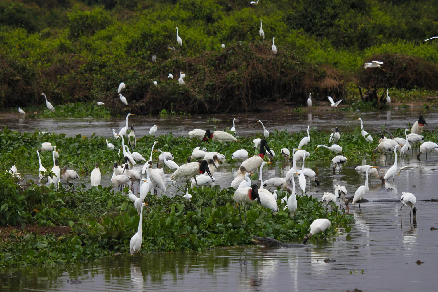 Typical Pantanal scene