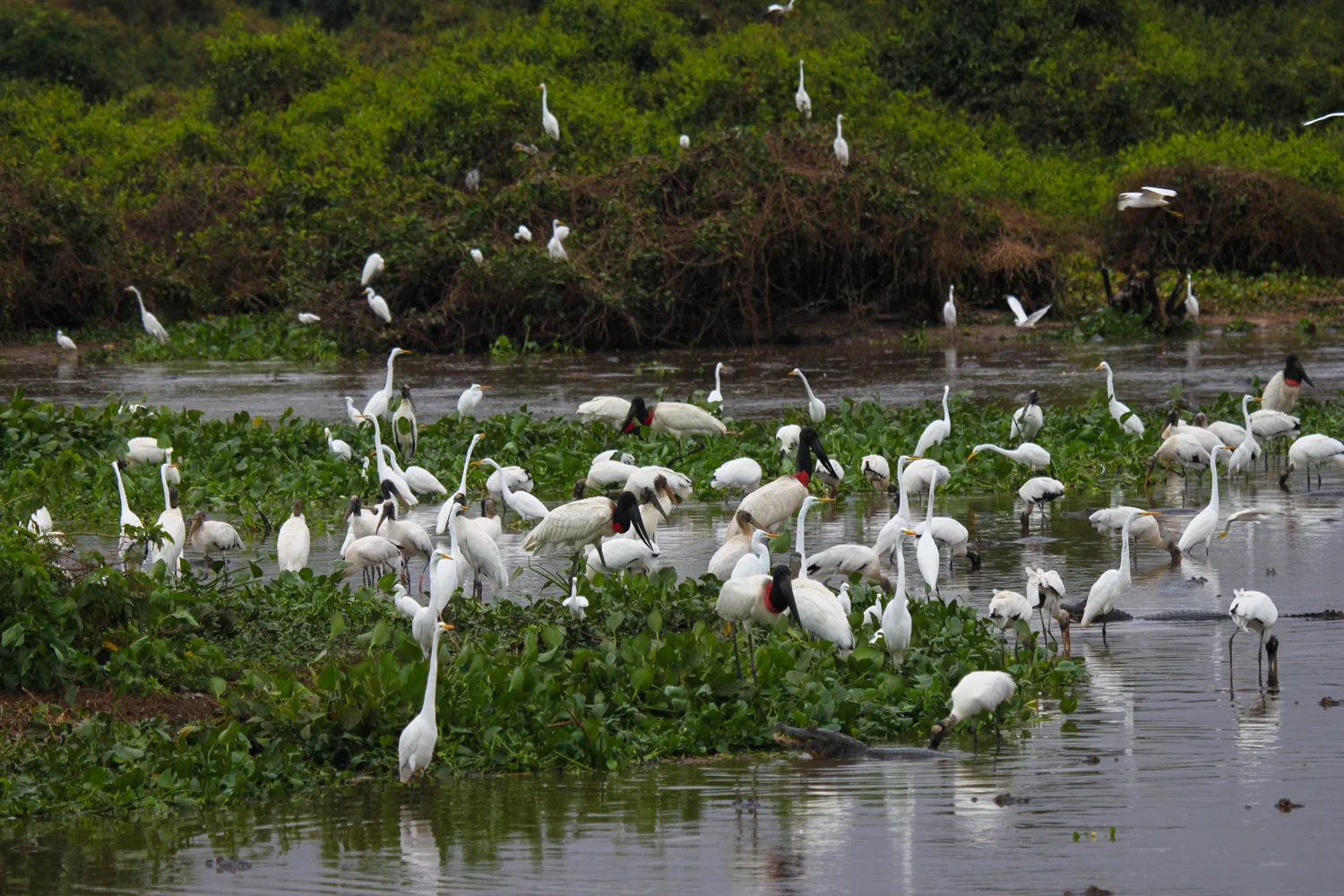 The Northern Pantanal – Agami Nature Tours