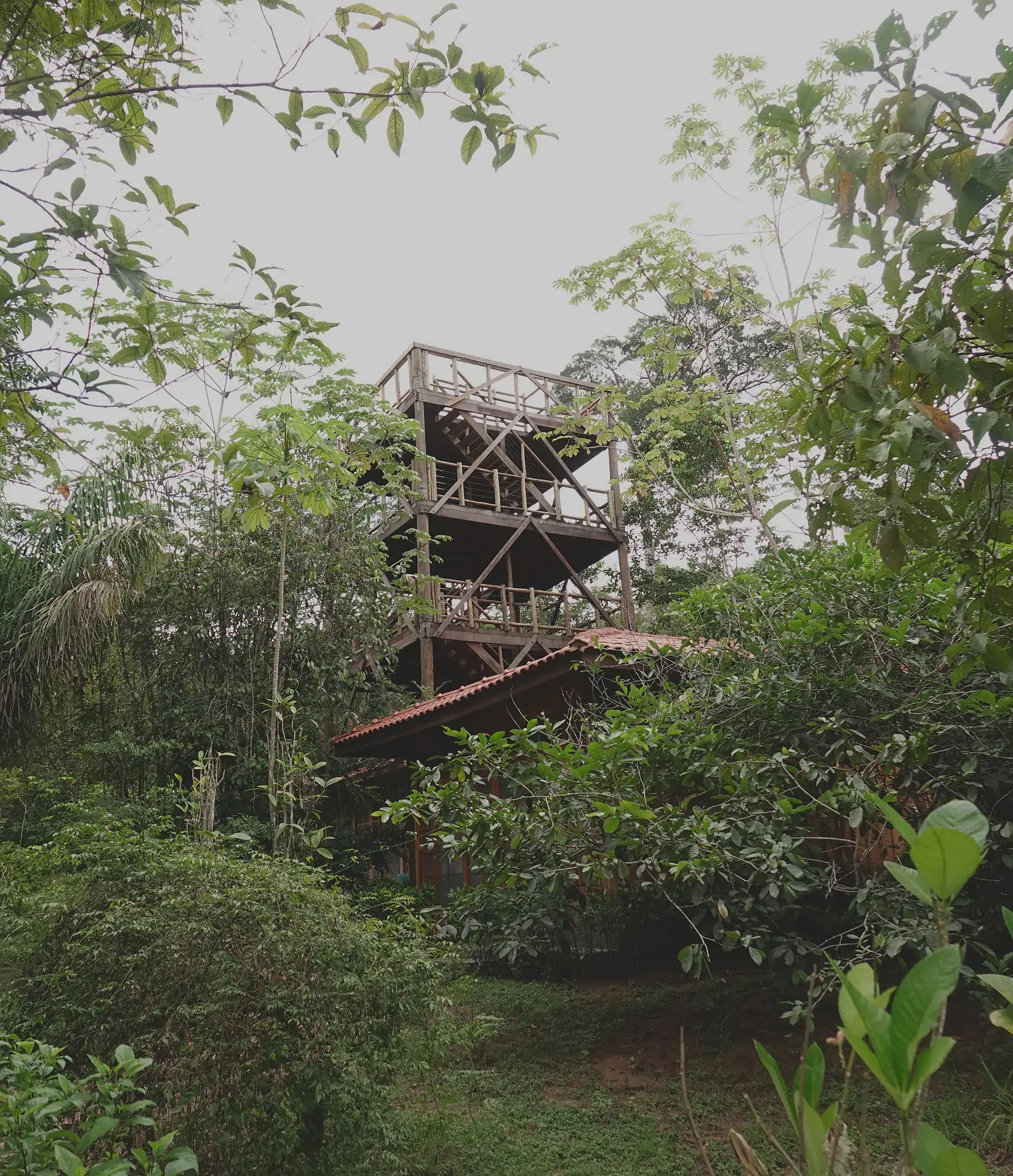 a wooden canopy tower at Rio Azul Jungle Lodge