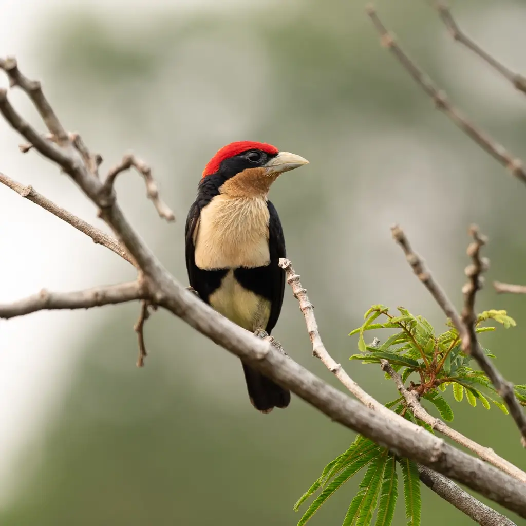 A male Black-girdled Barbet sitting on a branch