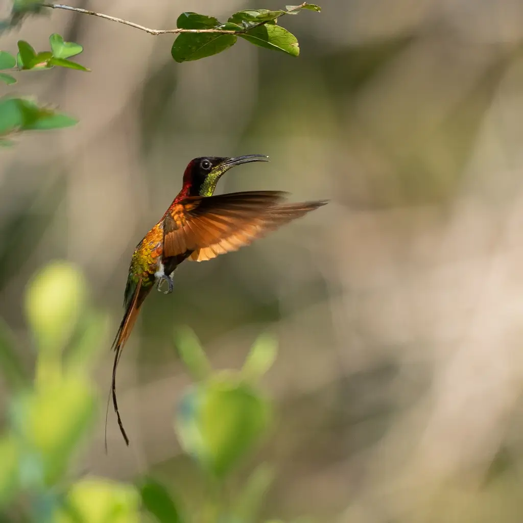 A Crimson Topaz hummingbird in flight