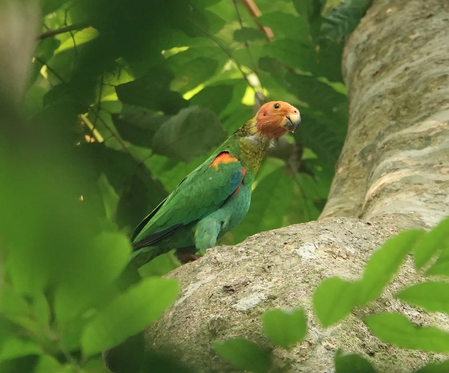 A Bald Parrot looks on