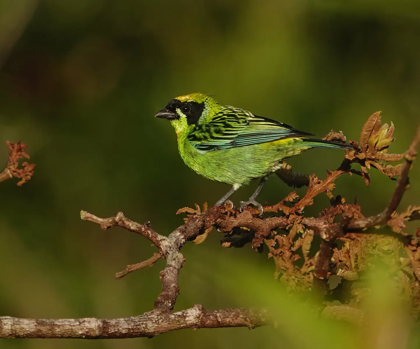 A stunning adult Green-and-gold Tanager on a small branch