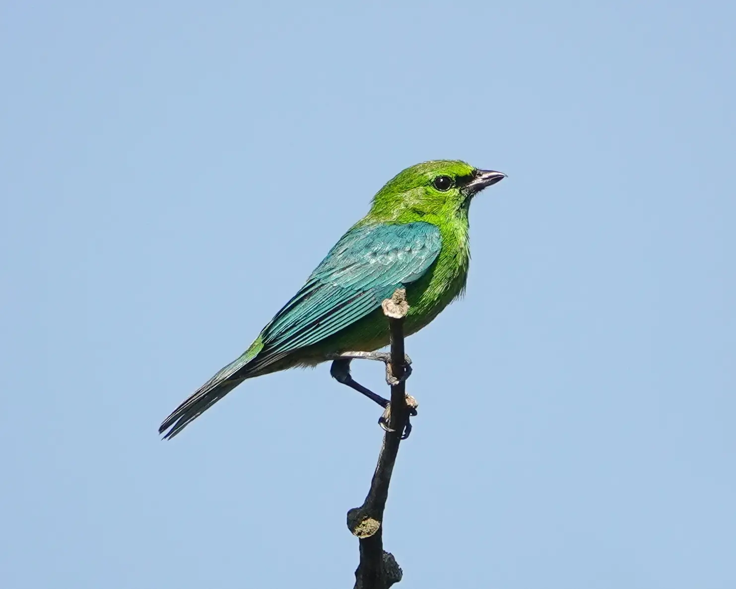 A male Black-girdled Barbet sitting on a branch